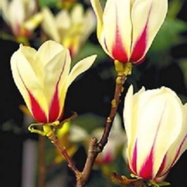 v5_1t692x72ees_8 — kopiya